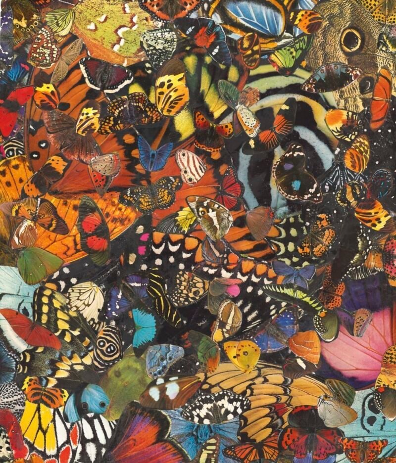 Final Butterfly_JPEG Butterfly Image